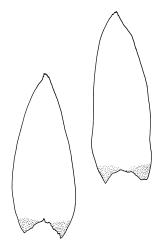 Entodon plicatus, leaves. Drawn from B.H. Macmillan 84/51, CHR 506854.
 Image: R.C. Wagstaff © Landcare Research 2014 